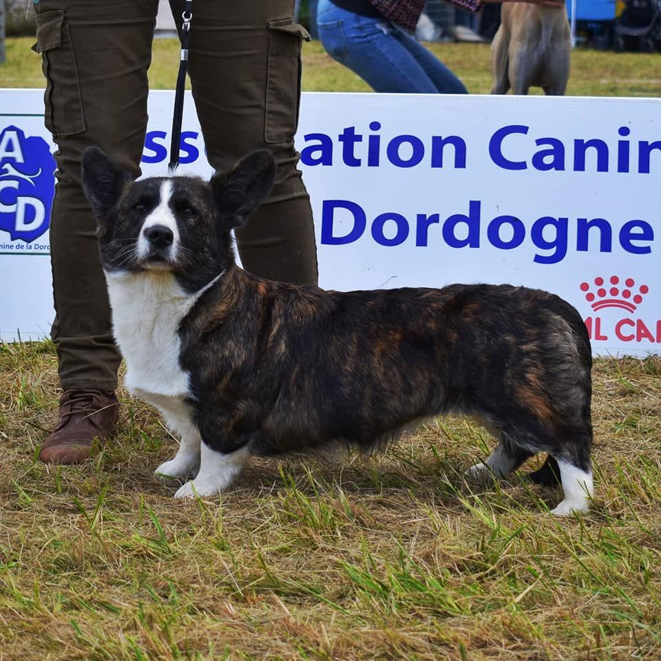 Exposition Sorge en perigord 09/2021 Cacs Bos