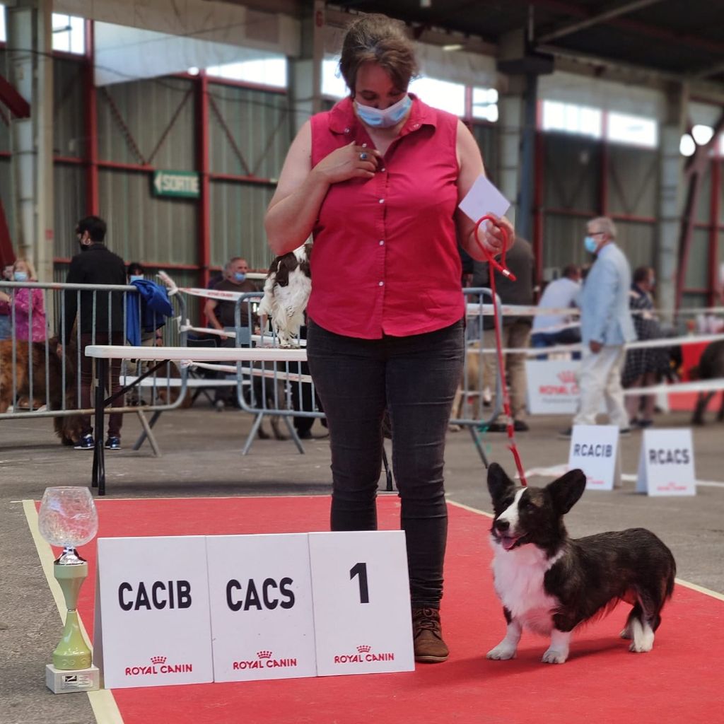 Exposition Limoges 11/07/2021 CACS CACIB Meilleur de race Ring d'honne