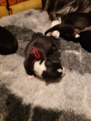 CHIOT