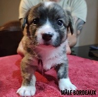 CHIOT