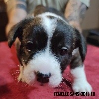 CHIOT