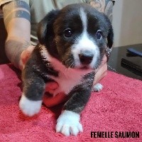 CHIOT