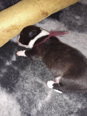 CHIOT