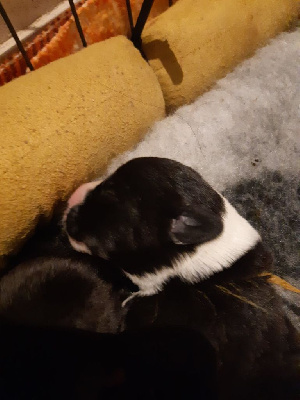 CHIOT