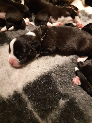 CHIOT