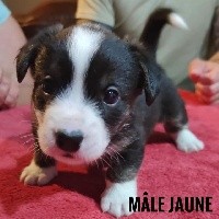 CHIOT