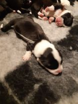 CHIOT