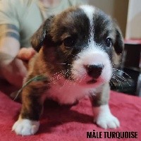 CHIOT