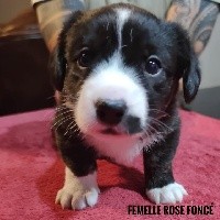 CHIOT