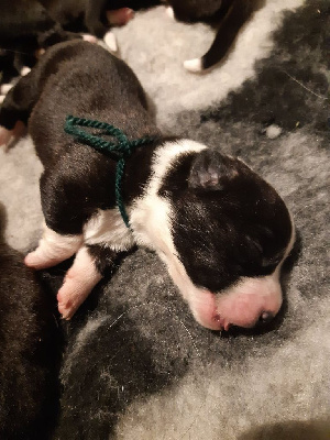 CHIOT