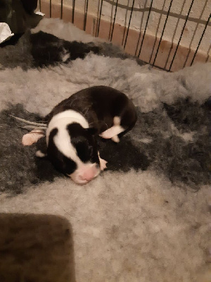 CHIOT