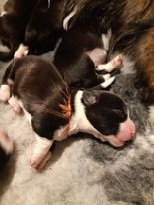 CHIOT