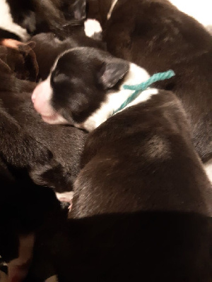CHIOT
